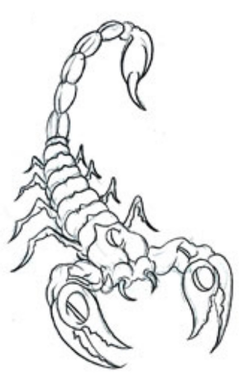 Скорпион контурный рисунок