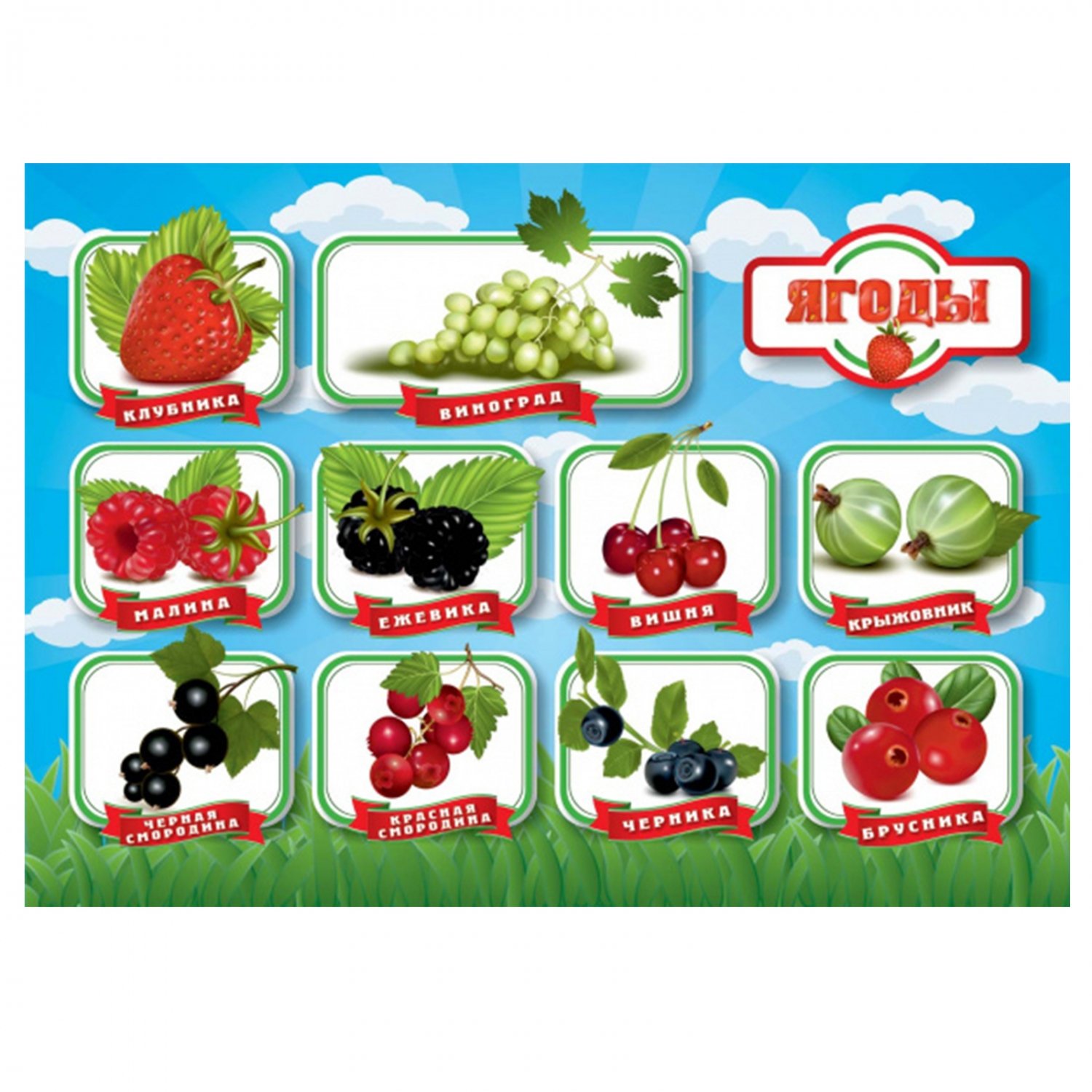 ягоды названия и фото на русском языке