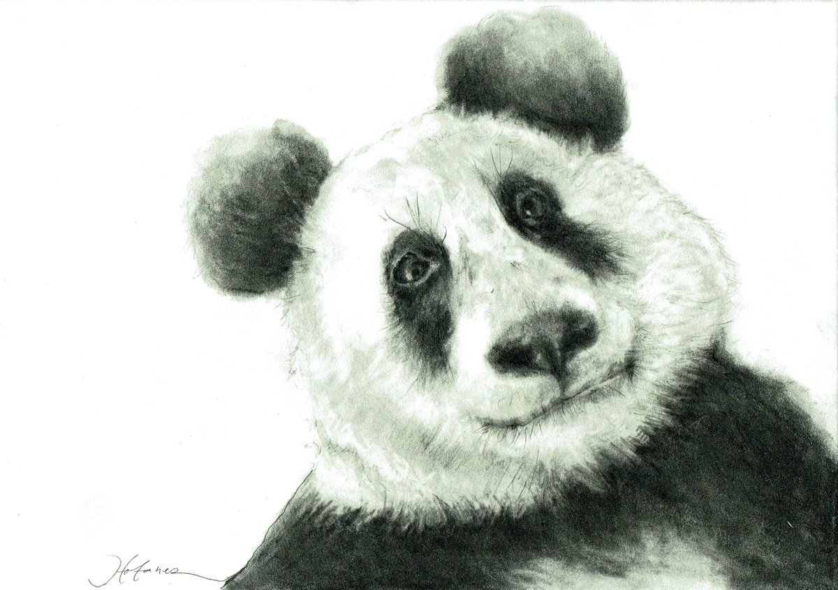 Энди Панда рисунок карандашом
