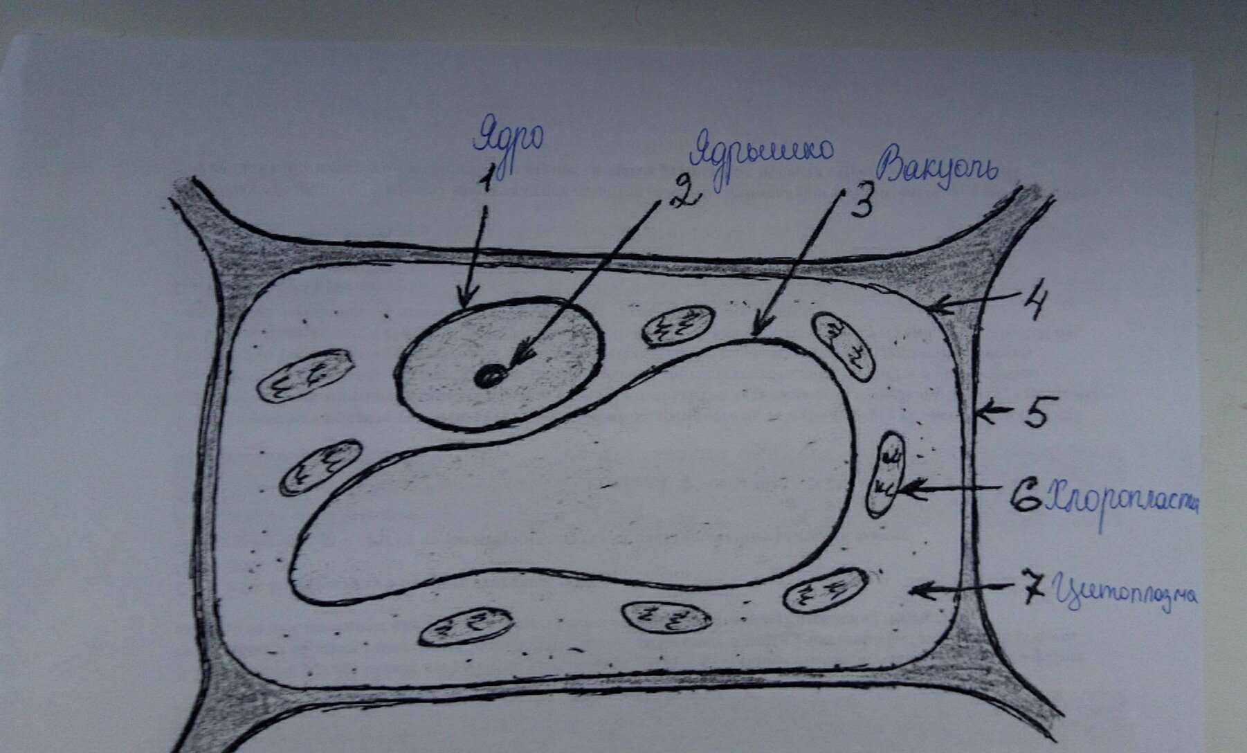 органоиды раст клетки фото 35