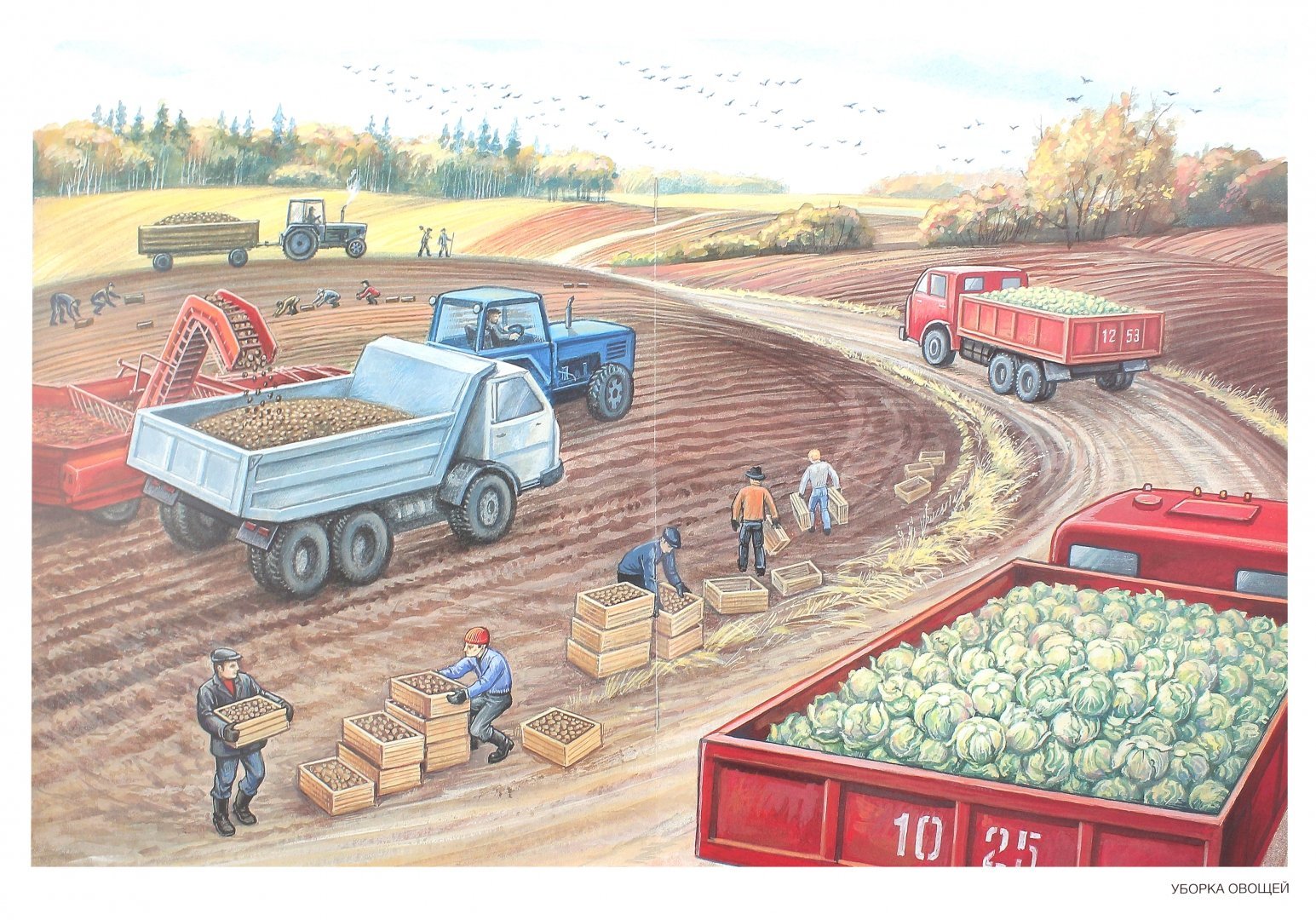 Картина уборка овощей для дошкольников Нищева