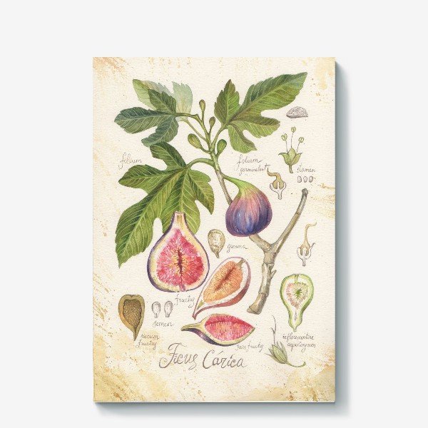 Инжир Ботаническая иллюстрация