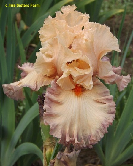 Ирисы бородатые poster girl