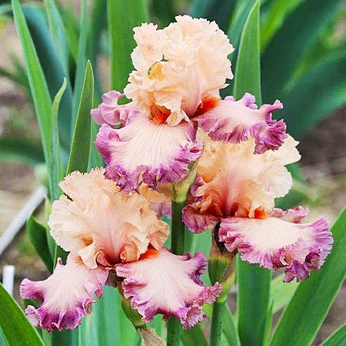 Ирисы бородатые poster girl