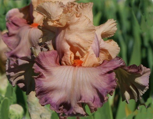 Ирис Touch of Mahogany