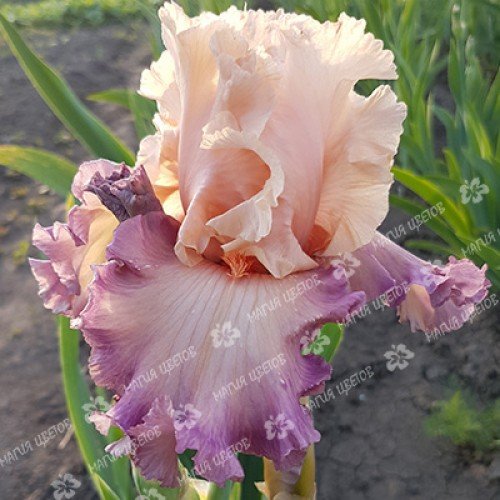 Performing ( rtsпефоминг Артс) Кеппел 06./259 Ирис