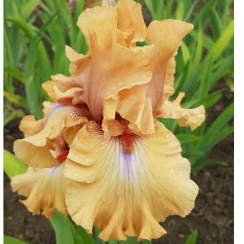 Ирис сорт Фриндж Бенефис