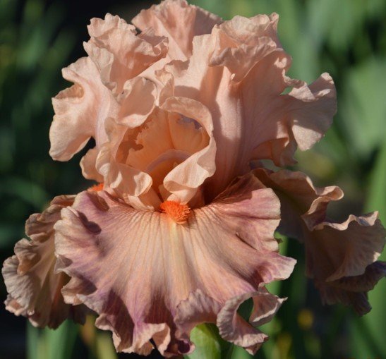 Ирис Постер гёрл