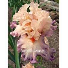 Ирис girls got Rhythm