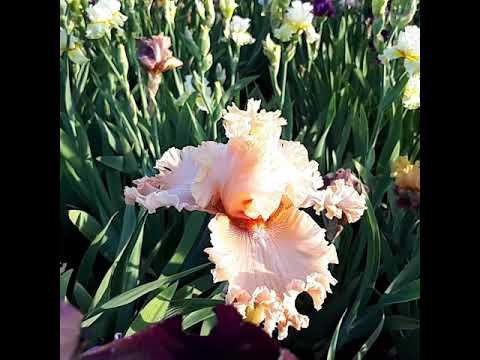 Ирис бородатый Ванити