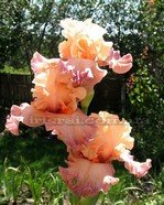 Ирис бородатый родео герл