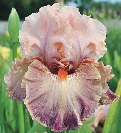 Ирис Томас Джонсон