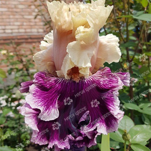 Картинки к рождественской Ирис ревю