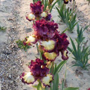 Ирис бородатый френч Канкан