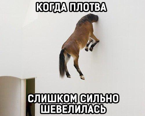 Плотва мемы