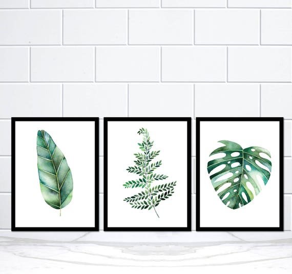 Сканди Monstera