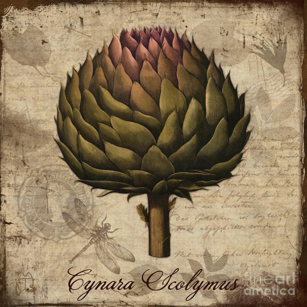 Артишок Ботанический рисунок