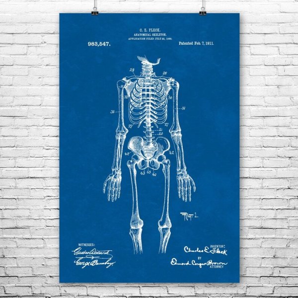 Человеческий скелет плакат