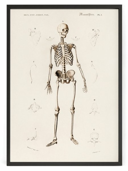Скелет плакат