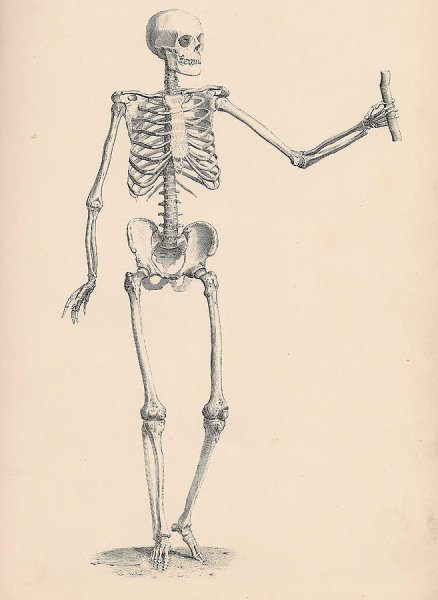 The lovers Таро скелет