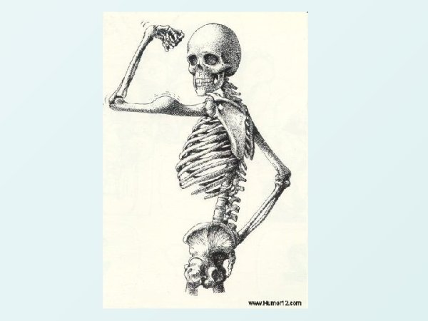 Скелет плакат