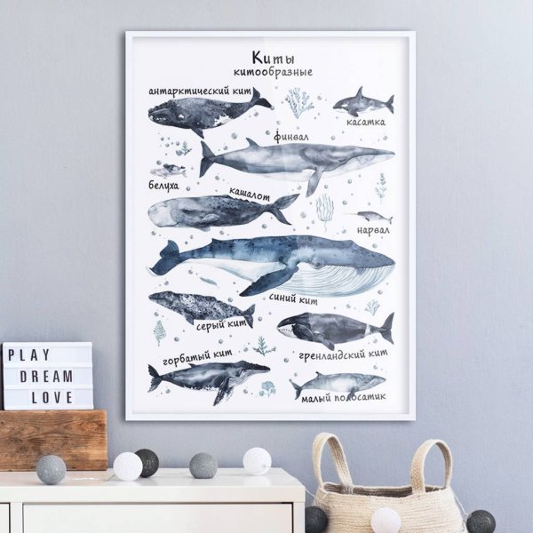 Виды китов плакат
