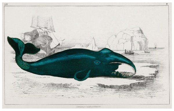 Плакаты с китообразными