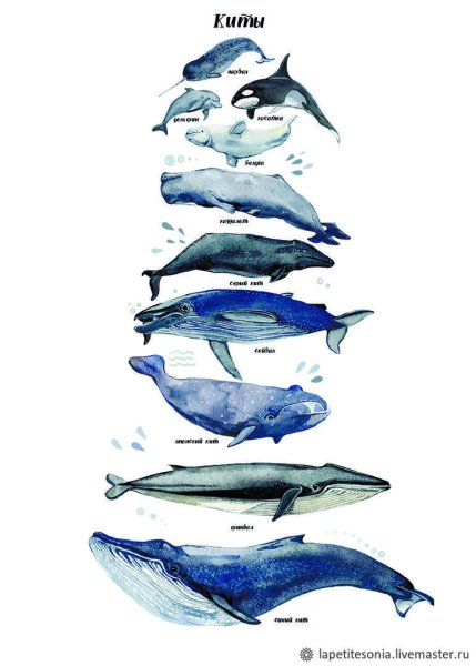 Коллаж китов