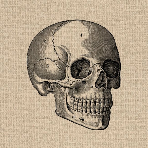 Черепа арт геральдика