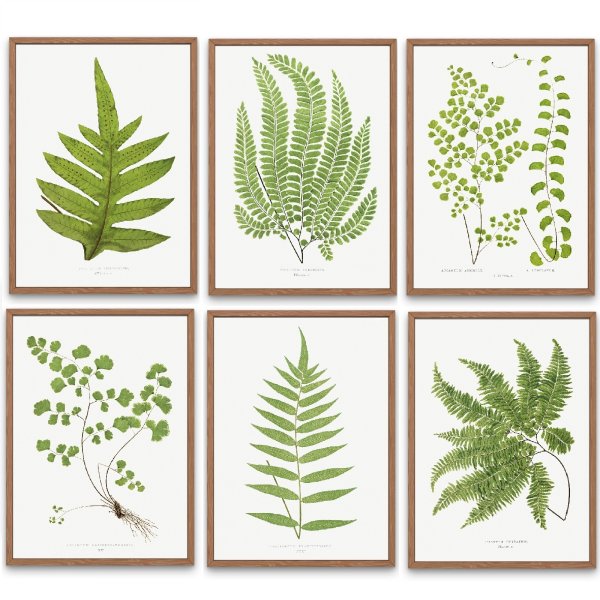 Папоротник гербарий в интерьере