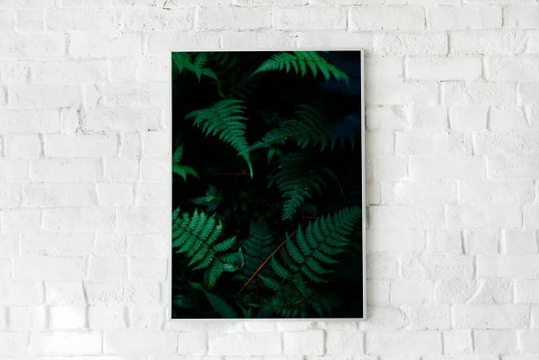 Папоротник плакат