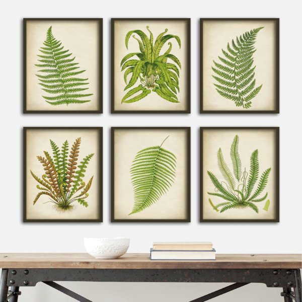 Папоротник иллюстрация