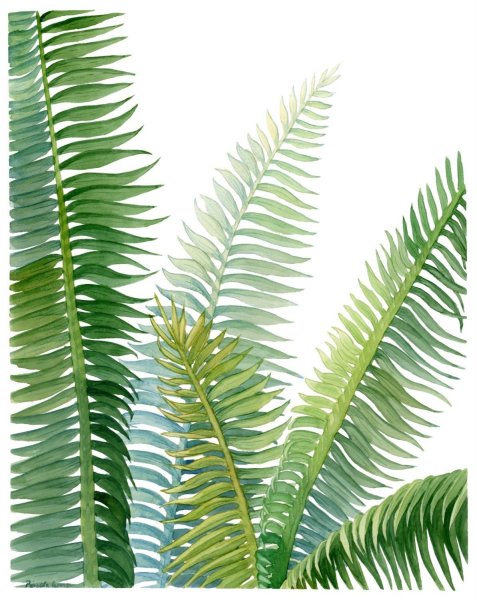 Лист папоротника акварель