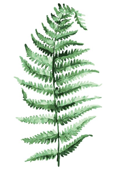Папоротник акварель Постер