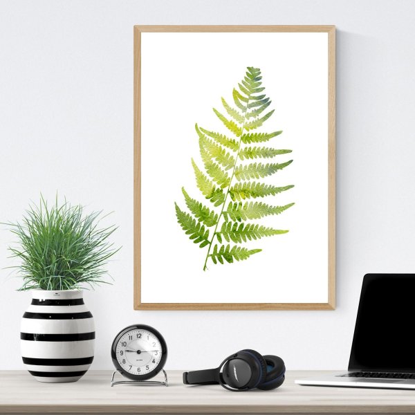 Папоротник пальмы монстера