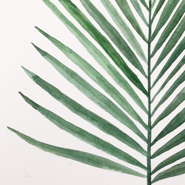 Папоротник монстера акравель