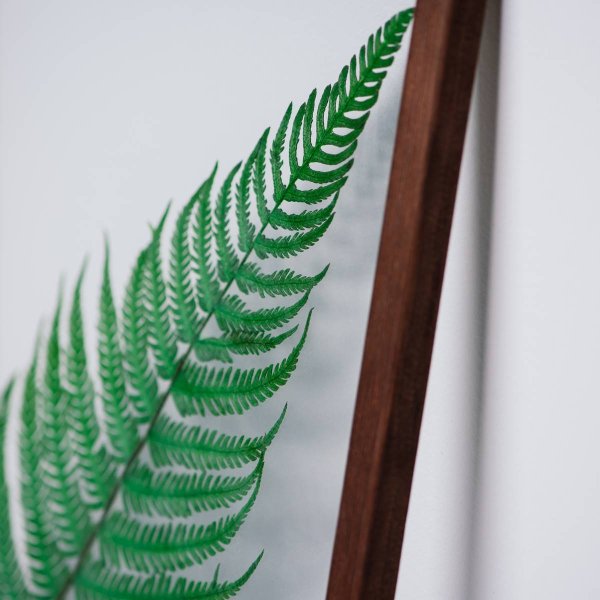 Botanical Prints папоротник