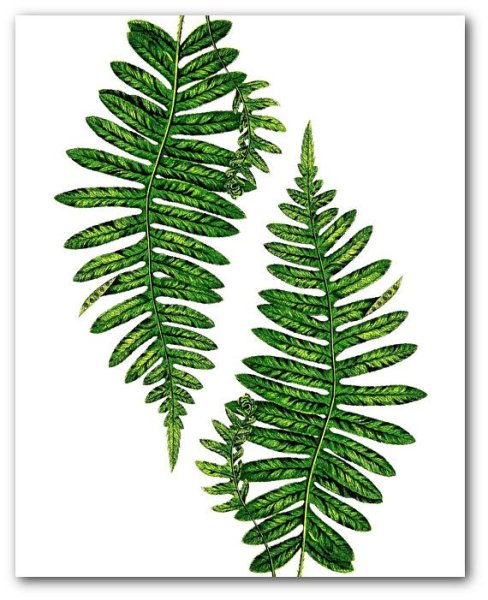 Лист папоротника