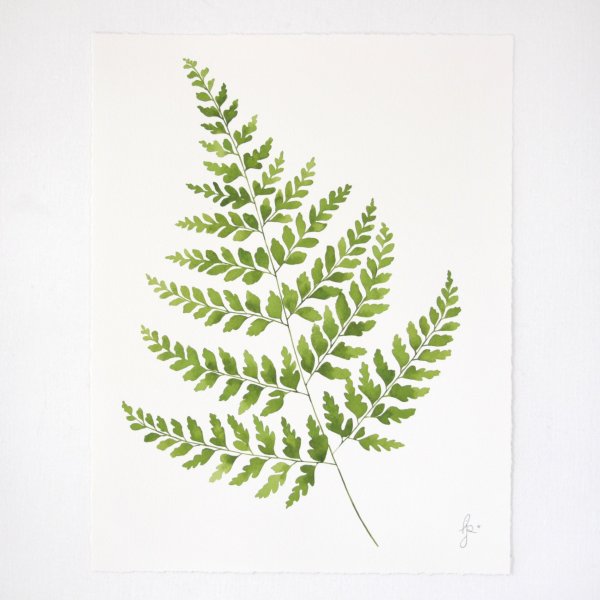 Botanical Prints папоротник