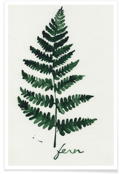 Филодендрон Андре веррукозум