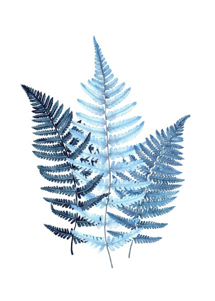 Скандинавский папоротник