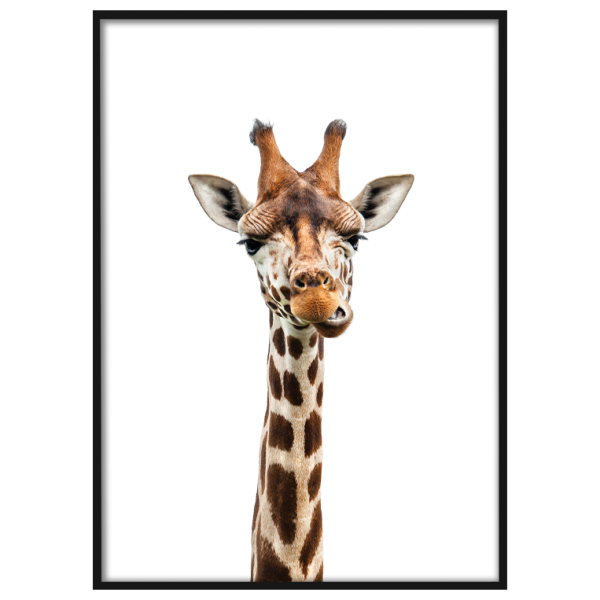 Голова жирафа на белом фоне