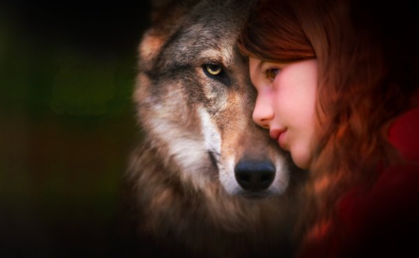 Мой волк фильм 2020