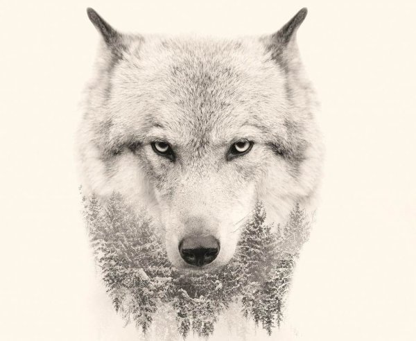 Морда волка на фоне гор