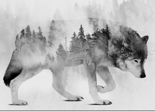 Волк двойная экспозиция