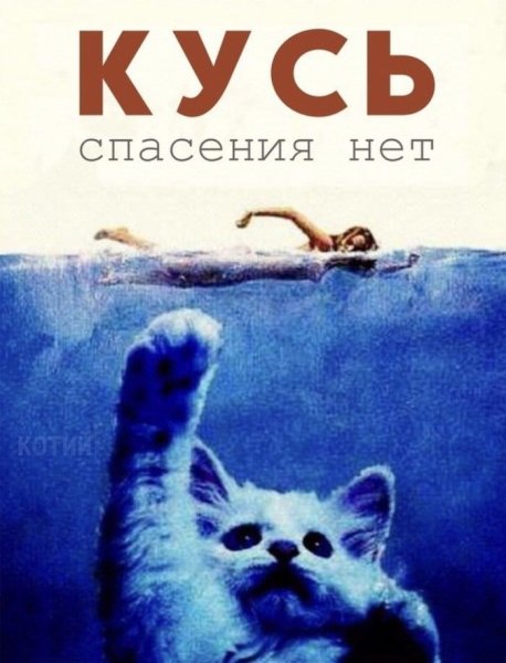 Постеры с котами