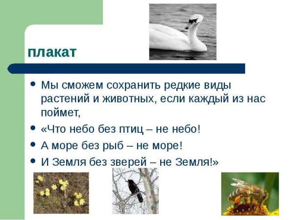 Защита животных Постер