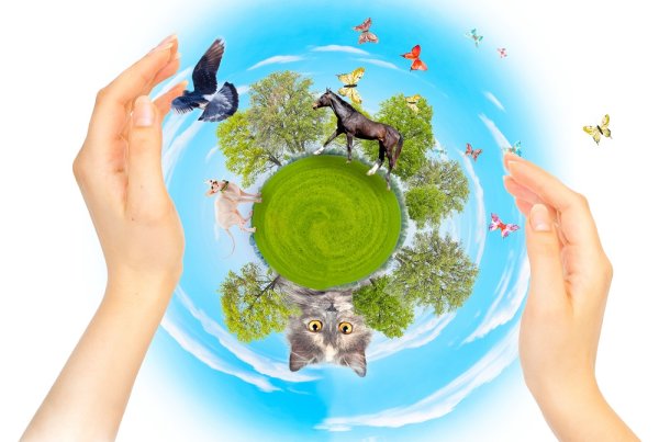 Рисунок на тему браконьерство