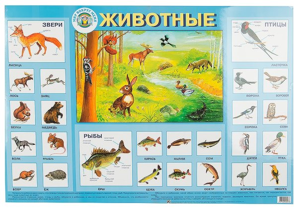 Плакат берегите животных