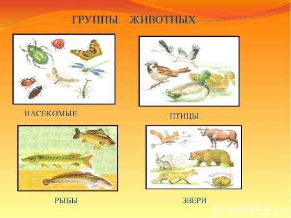 Справочник "4000 мотивов. Животные, птицы и рыбы" Грэхем Лесли Маккэлэм